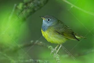A Connecticut Warbler In Dense Underbrush