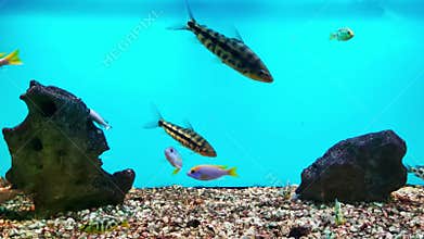 Botsia are bottom-dwelling fish from the Loach family. The group contains medium-sized and large representatives, for