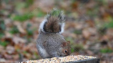Gray squirrel steals fron the garden bird feeder