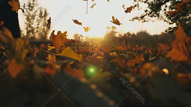 Close up of yellow autumn leaves falling on forest lawn. Bright sunset light shining through falling foliage. Beautiful