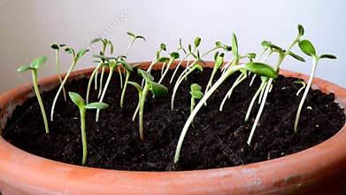 Growing sunflower time lapse