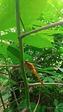 Golden dragon fly on a cassava stem