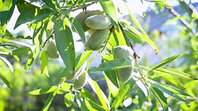 Almond fruits on a tree in the garden