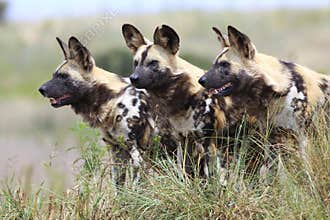 African wild dogs