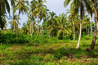 Green Palm Forest in Colombian Island Mucura