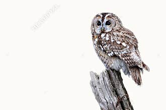 Tawny owl, Strix aluco