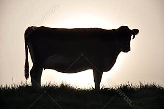 Silhouette of Jersey cow