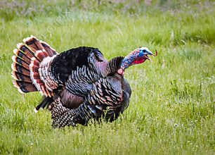 Gobbling Turkey