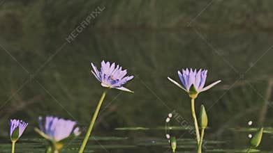 Honey bees flit from one blue water lily to another in a quiet, tranquil pond.