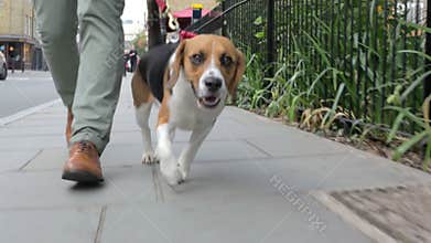 Dog Being Taken For Walk Along City Street