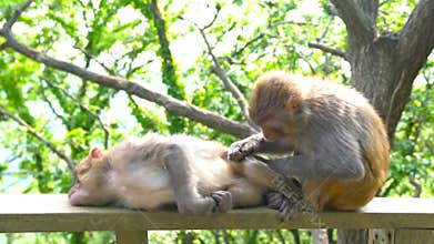 Lianyungang 5A Scenic Area Huaguoshan Monkeys Real Shot 4K