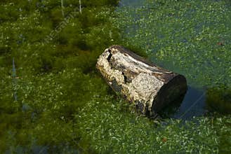 Cut log in swamp