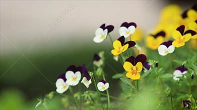 Pretty tricolor violets swaying in the wind, beautiful summer flower field background