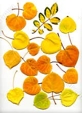 Fall Leaves 2