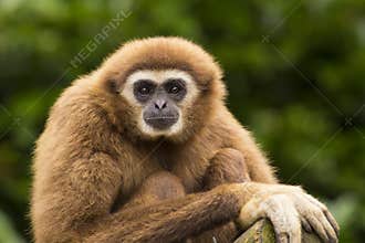White handed gibbon eye contact