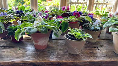 Violets pansies in botanical shop, diverse plant species for purchase. Flower market stock sale