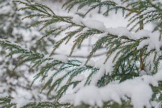 Image showcases a close-up of snow-covered branches with sharp focus on individual needles and light dusting of snow The