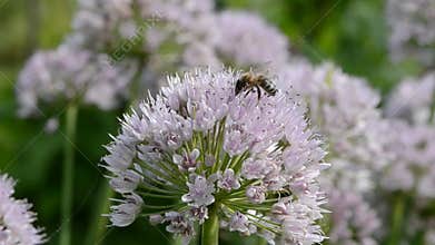 Bee on garlic blossom