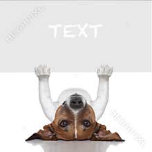 Banner dog