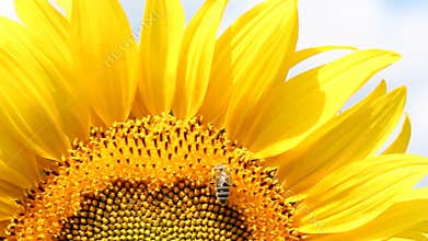 Bee on sunflower