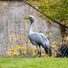 The Blue Crane, Grus paradisea, is an endangered bird