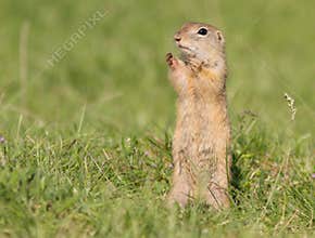 Spermophilus citellus