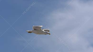 Seagull flying
