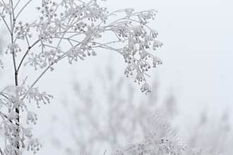 Winter scene