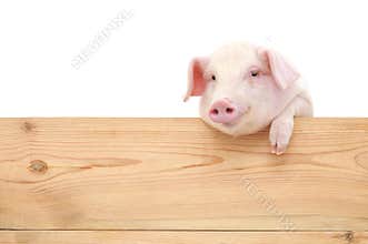 Pig with board