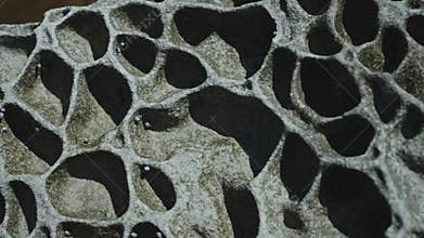 A stunning honeycomb-shaped sandstone texture formed by centuries of water and wind erosion creates nature's