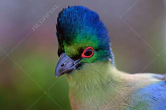 Purple-crested turaco (Gallirex porphyreolophus) or the purple-crested loerie, portrait.