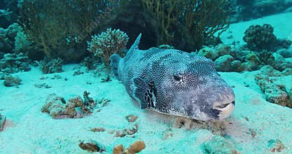 Map Pufferfish (Arothron mappa) hunting for food on a healthy coral reef. The Shar fish lay down