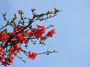 The blooming Chaenomeles in spring