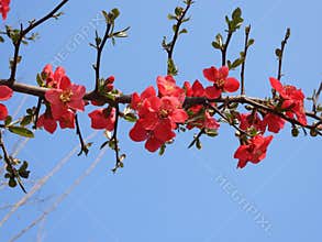 The blooming Chaenomeles in spring