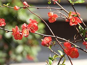 The blooming Chaenomeles in spring