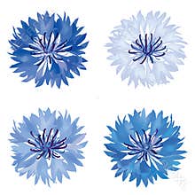 Flower bloom icon set. Cornflower isolated.