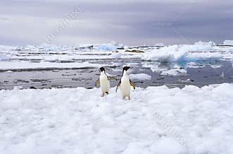 Adelie Penguins on Ice, Antarctica