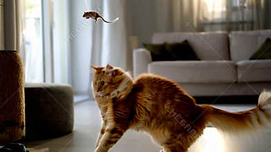 Playful ginger cat stalking chasing toy mouse floor home interior pet fun game stock footage Generative AI