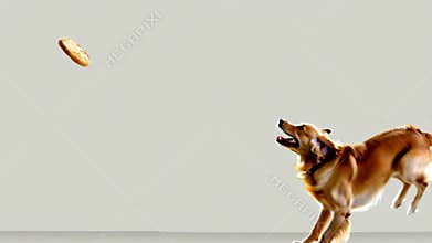 Energetic dog jumping mid,air catch falling piece food treat white background stock footage Generative AI
