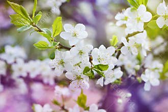 Blossom cherry branch, beautiful spring flowers for vintage background