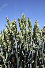 Ears of hybrid wheat