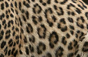 Leopard Fur