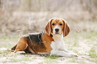 Funny beagle dog