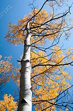 Changing aspen