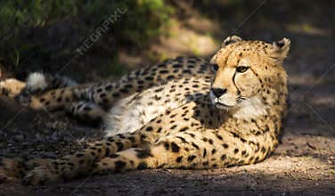 Cheetah relaxing in the afternoon sun