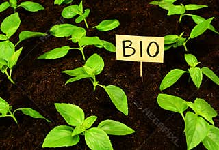 Youth bio ecological sprouts in the ground, sustainable living