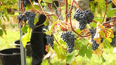 Wine harvesting