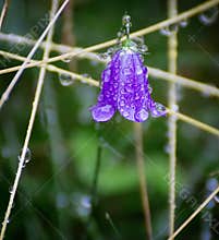 Purple flower with water droplets among grass in a natural setting during the day in a garden area