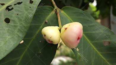 Wax apple fruit on tree close up, syzygium samarangense tropical fresh food 4K, India