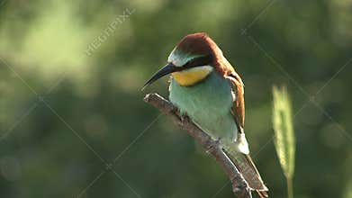 Birds Bee-eaters performing nesting games on perch